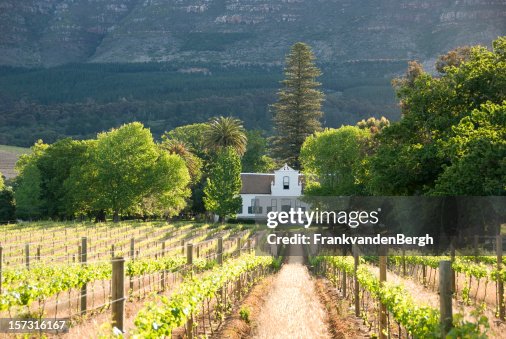 Capetown vineyards 